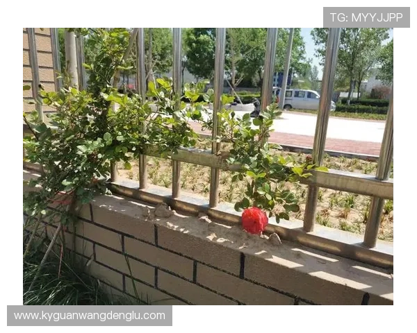 开云网址官网登录新用户注册流程详解及注册过程中常见问题解答